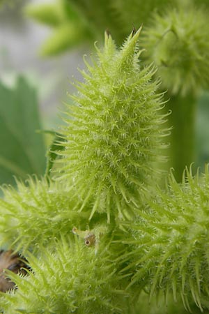 Xanthium albinum \ Ufer-Spitzklette / Riverside Cocklebur, D Mannheim, Neckar-Ufer 15.9.2013