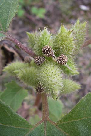 Xanthium strumarium \ Gewhnliche Spitzklette / Rough Cocklebur, Common Cocklebur, D Mannheim-Waldhof 30.8.2012