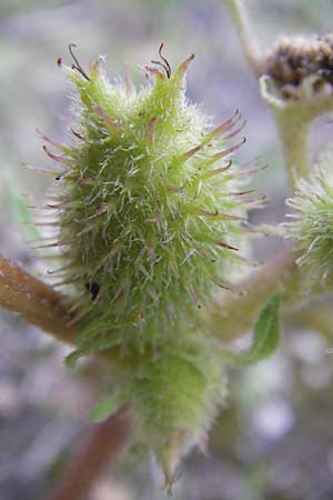 Xanthium strumarium \ Gewhnliche Spitzklette, D Mannheim-Waldhof 30.8.2012