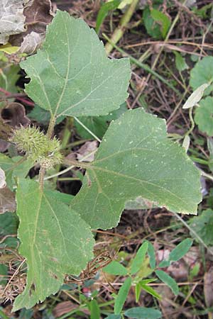 Xanthium strumarium \ Gewhnliche Spitzklette / Rough Cocklebur, Common Cocklebur, D Mannheim-Waldhof 30.8.2012