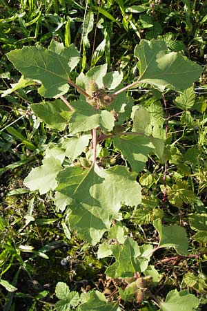 Xanthium strumarium \ Gewhnliche Spitzklette, D Mannheim-Waldhof 17.9.2013