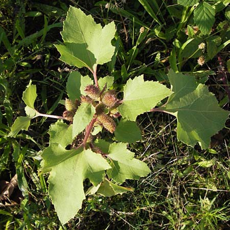 Xanthium strumarium \ Gewhnliche Spitzklette, D Mannheim-Waldhof 17.9.2013