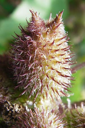 Xanthium albinum \ Ufer-Spitzklette / Riverside Cocklebur, D Mannheim-Lindenhof 28.9.2014