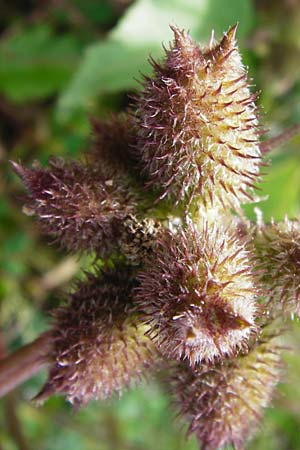 Xanthium albinum \ Ufer-Spitzklette / Riverside Cocklebur, D Mannheim-Lindenhof 28.9.2014