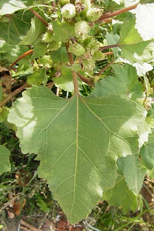 Xanthium albinum \ Ufer-Spitzklette / Riverside Cocklebur, D Mannheim-Lindenhof 28.9.2014