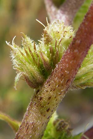 Xanthium albinum \ Ufer-Spitzklette, D Mannheim-Lindenhof 28.9.2014