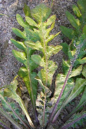 Sisymbrium altissimum \ Riesen-Rauke, Ungarische Rauke, D Viernheim 10.9.2012