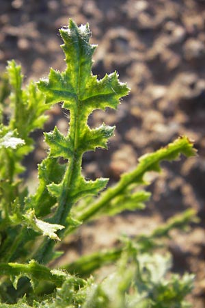 Senecio vernalis / Eastern Groundsel, D Eppertshausen 19.9.2012