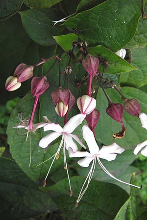 Clerodendrum trichotomum / Harlequin Glory Bower, Chance Tree, D Mannheim 14.9.2013