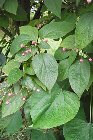 Clerodendrum trichotomum \ Japanischer Losbaum / Harlequin Glory Bower, Chance Tree, D Mannheim 14.9.2013