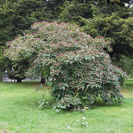 Clerodendrum trichotomum \ Japanischer Losbaum / Harlequin Glory Bower, Chance Tree, D Mannheim 14.9.2013