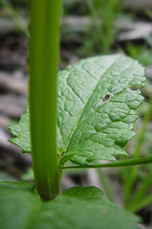 Scutellaria galericulata \ Sumpf-Helmkraut, Kappen-Helmkraut, D Pfalz, Speyer 21.5.2014