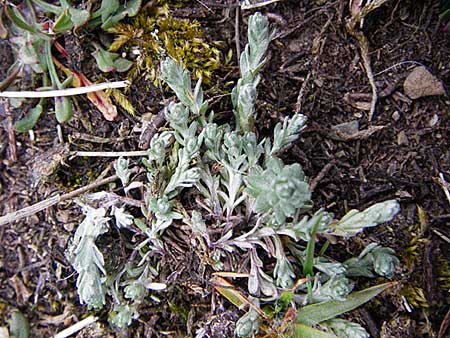 Filago minima \ Kleines Filzkraut / Small Cudweed, D Wetzlar 26.4.2014