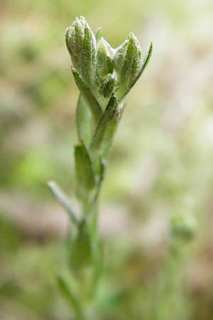 Filago minima / Small Cudweed, D Wetzlar 24.5.2014