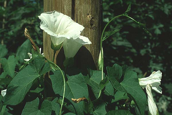 Calystegia sepium \ Echte Zaun-Winde, D Mannheim 30.7.1983