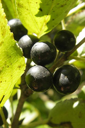 Rhamnus cathartica \ Purgier-Kreuzdorn, Echter Kreuzdorn, D Pfungstadt 21.9.2010