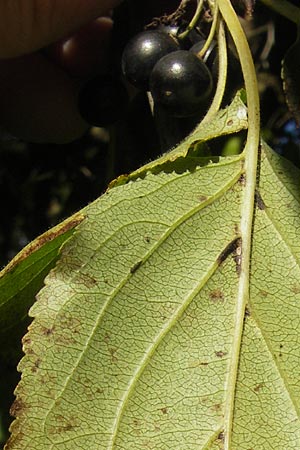 Rhamnus cathartica / Buckthorn, D Pfungstadt 21.9.2010