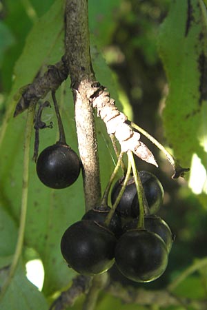 Rhamnus cathartica / Buckthorn, D Pfungstadt 21.9.2010