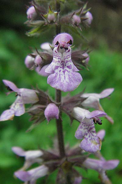 Stachys palustris \ Sumpf-Ziest / Marsh Woundwort, D Schriesheim-Altenbach 13.7.2006