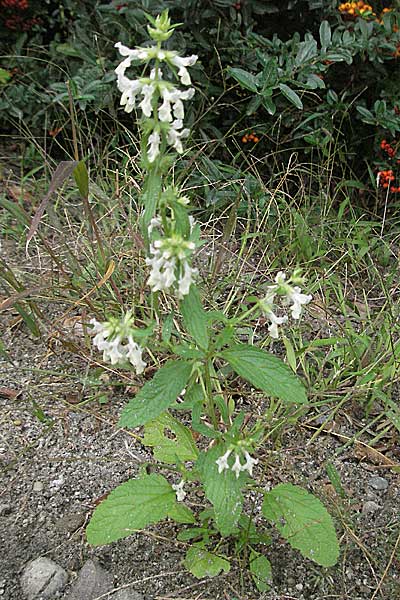 Stachys annua / Annual Yellow Woundwort, D Ladenburg 1.10.2006