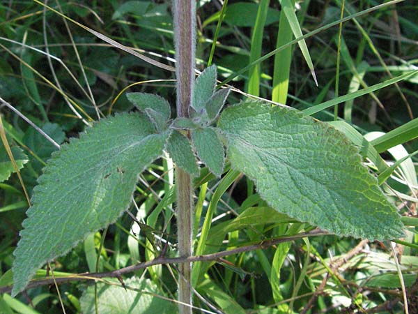 Stachys germanica \ Deutscher Ziest / Downy Woundwort, D Mosbach 7.7.2007