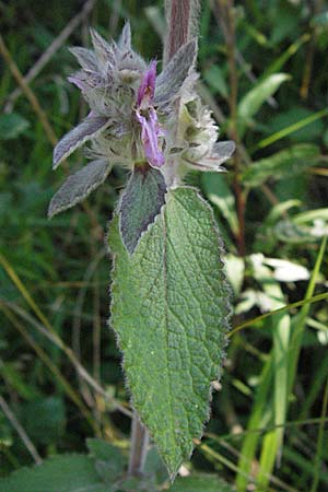 Stachys germanica \ Deutscher Ziest / Downy Woundwort, D Mosbach 7.7.2007