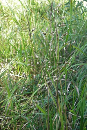 Briza media \ Gewhnliches Zittergras / Common Quaking Grass, D Neuleiningen 1.8.2009