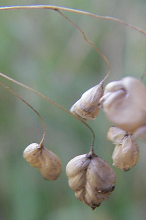 Briza media \ Gewhnliches Zittergras / Common Quaking Grass, D Neuleiningen 1.8.2009