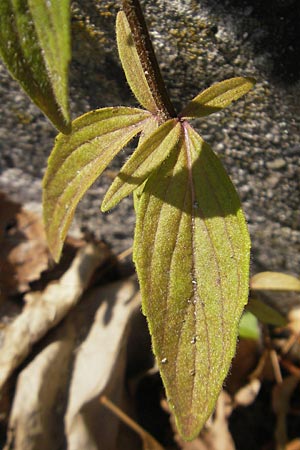 Pycnanthemum pilosum \ Behaarte Bergminze, D Weinheim an der Bergstraße 8.9.2009