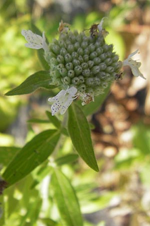 Pycnanthemum pilosum \ Behaarte Bergminze / Hairy Mountain Mint, D Weinheim an der Bergstraße 8.9.2009