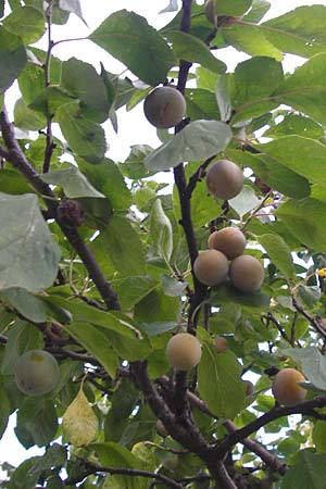 Prunus domestica subsp. prisca \ Ziparte, Zibrtle / Zibarte, D Mannheim 25.7.2014