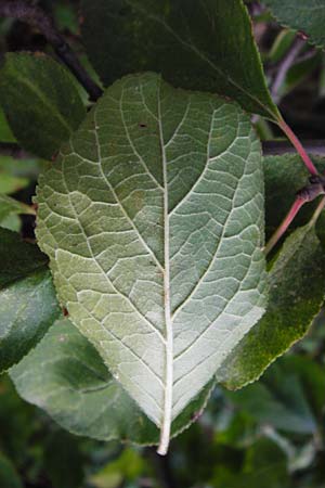 Prunus domestica subsp. prisca \ Ziparte, Zibrtle, D Mannheim 25.7.2014