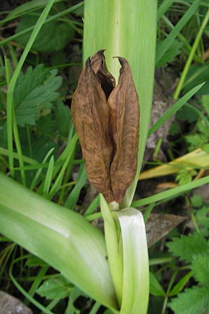 Colchicum autumnale \ Herbst-Zeitlose, D Hemsbach 22.6.2012