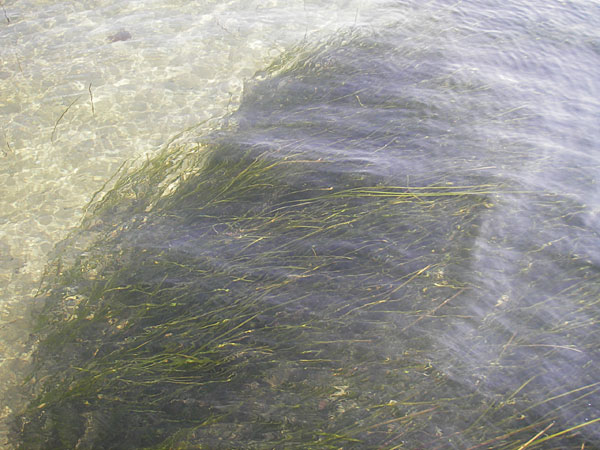 Zostera marina \ Gewhnliches Seegras / Eelgrass, D Fehmarn 16.8.2009