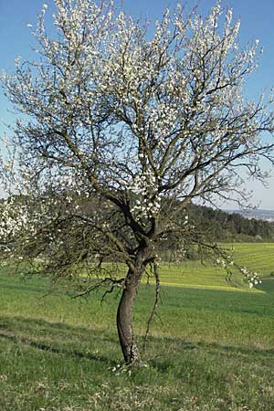 Prunus domestica subsp. domestica / Plum, D Apfelberg 14.4.2007