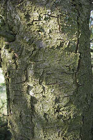 Prunus domestica subsp. domestica / Plum, D Apfelberg 14.4.2007