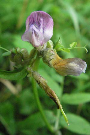 Vicia sepium \ Zaun-Wicke, D Bensheim 2.7.2007