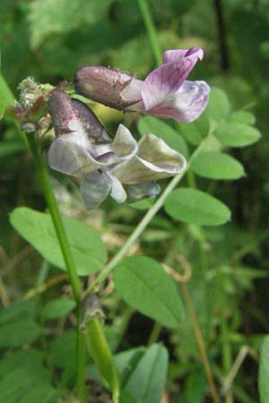 Vicia sepium \ Zaun-Wicke, D Bensheim 2.7.2007