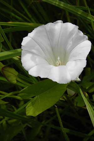 Calystegia sepium \ Echte Zaun-Winde / Hedge Bindweed, D Gimbsheim 23.6.2014