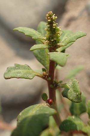 Chenopodium glaucum \ Blaugr�ner G�nsefu� / Oak-Leaved Goosefoot, Glaucous Goosefoot, D K&ouml;ln-Z&uuml;ndorf 11.9.2020