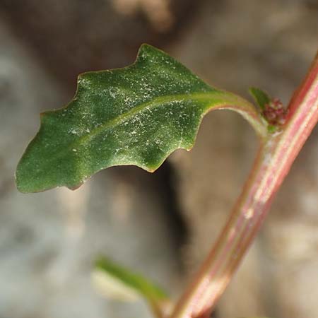 Chenopodium glaucum \ Blaugr�ner G�nsefu� / Oak-Leaved Goosefoot, Glaucous Goosefoot, D K&ouml;ln-Z&uuml;ndorf 11.9.2020
