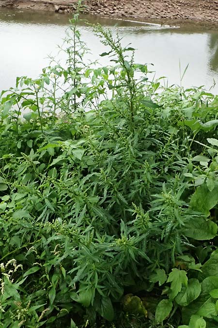 Chenopodium glaucum \ Blaugr�ner G�nsefu� / Oak-Leaved Goosefoot, Glaucous Goosefoot, D Mannheim 8.9.2024