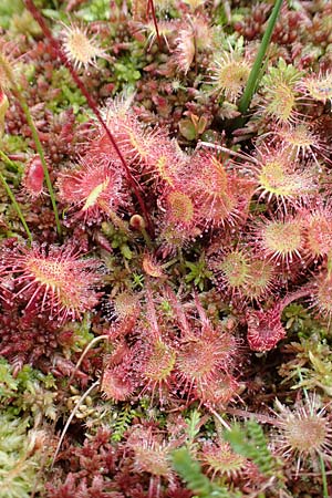 Drosera rotundifolia \ Rundbl�ttriger Sonnentau / Round-Leaved Sundew, D Schwarzwald/Black-Forest, Unterstmatt 4.8.2016