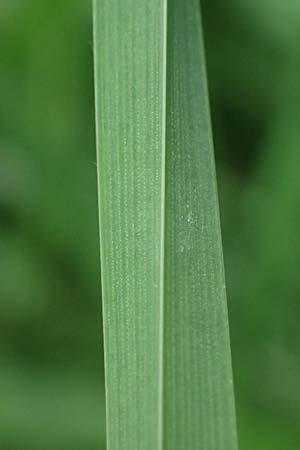 Holcus lanatus \ Wolliges Honiggras / Common Velvet Grass, D Mudau 15.8.2023