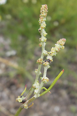 Atriplex littoralis \ Strand-Melde, DK Insel Bog 4.8.2009