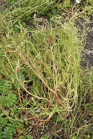 Atriplex littoralis \ Strand-Melde / Grassleaf Orache, DK Insel/island Bog 4.8.2009