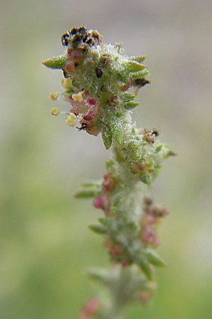 Atriplex littoralis \ Strand-Melde / Grassleaf Orache, DK Insel/island Bog 4.8.2009