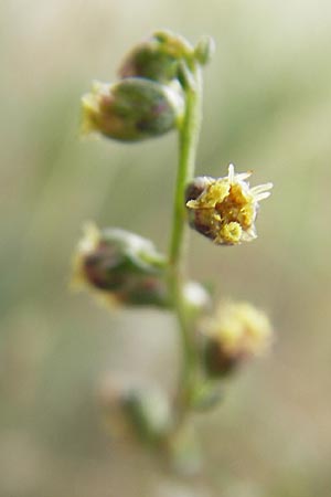 Artemisia campestris / Field Wormwood, DK island Bog 4.8.2009