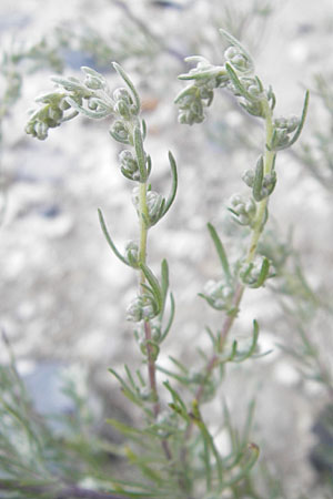 Artemisia abrotanum \ Eberraute, DK Insel Mn 4.8.2009