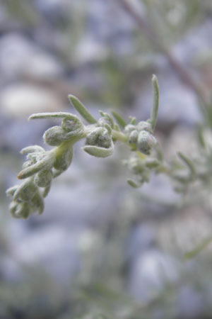 Artemisia abrotanum \ Eberraute, DK Insel Mn 4.8.2009